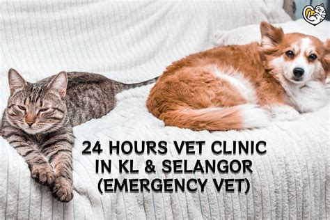 24 Hours Vet Clinics in KL & Selangor (Emergency Vet)