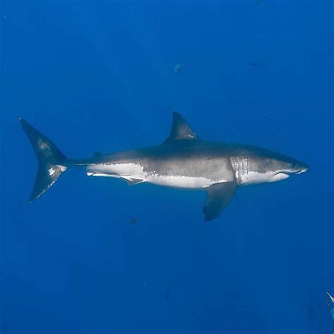 Side profile of a male great white shark (Carcharodon carcharias). I'm ...