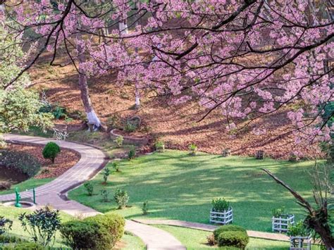 Cherry Blossoms In Full Bloom In Shillong