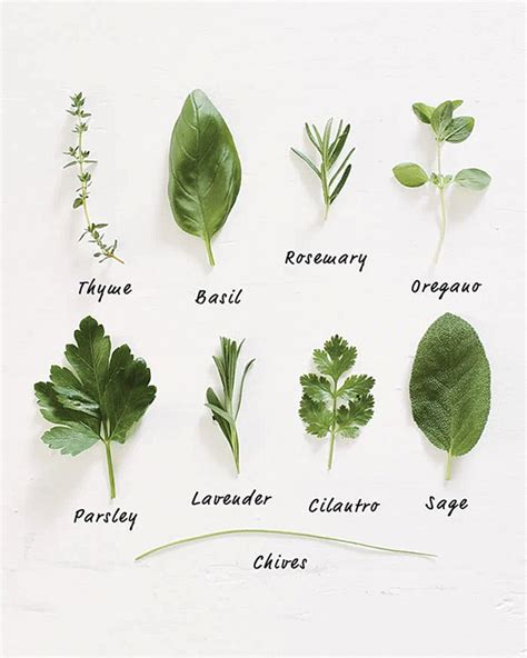 Plant herbs for flavor – and fun