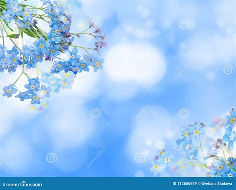 Blue Forget-me-not Flowers Background Stock Image - Image of forget, frame: 112860679