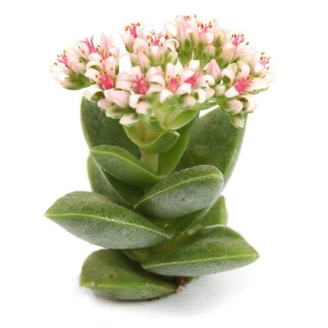 Crassula 'Springtime' | Leaf & Clay®