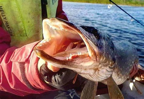 Northern Pike Teeth (Interesting Fish Facts) | Strike and Catch