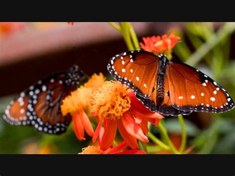 Natural History Museum's Butterfly Pavilion Reopens To The Public On March 18 | Los Angeles, CA ...