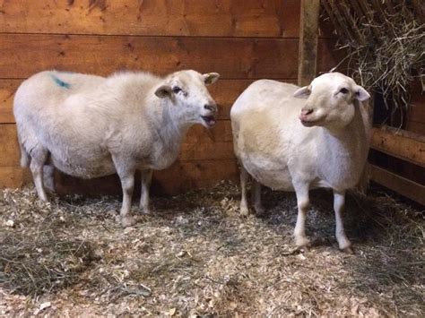 Katahdin x Dorper hair sheep breeding ewes (open) Outside Ottawa/Gatineau Area, Ottawa - MOBILE