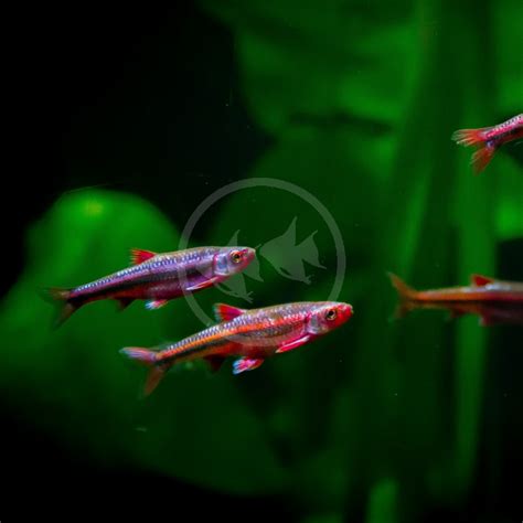 MINNOW - RAINBOW SHINER Notropis chrosomus - Aquatics Unlimited