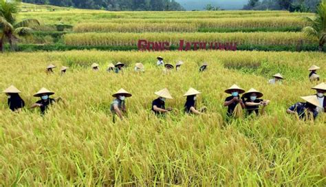 NUSABALI.com - Panen Raya Padi Merah di Persawahan Jatiluwih Bali