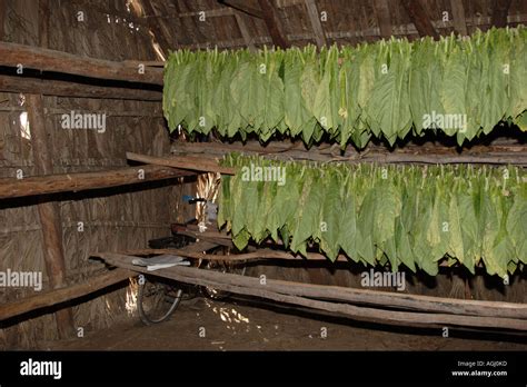 Tobacco Leaves Drying Stock Photo - Alamy