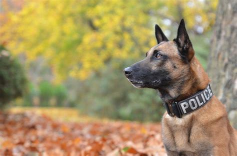 警察犬が解雇される?!その理由にびっくり！｜犬ニュース｜ぷにぷにpaw（ポー）