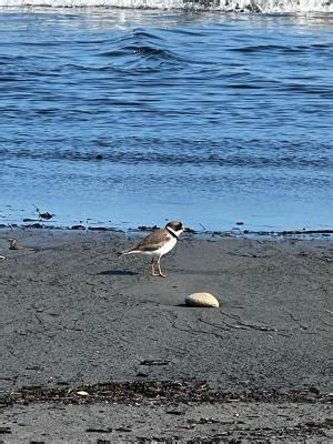 Western Snowy Plover Habitat Analysis