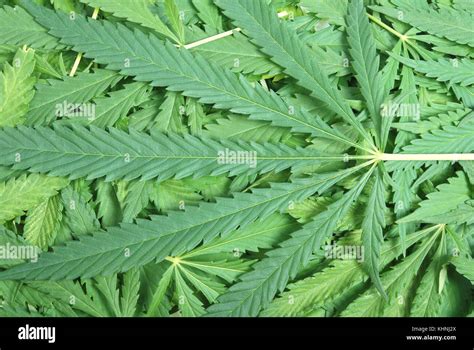 Marijuana plant. Marijuana Background Stock Photo - Alamy