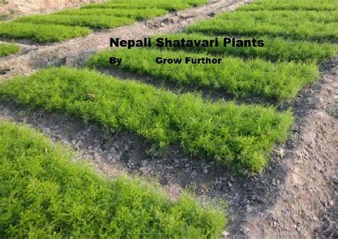 Nepali Shatavari Plant at Best Price in Bhopal | Grow Further