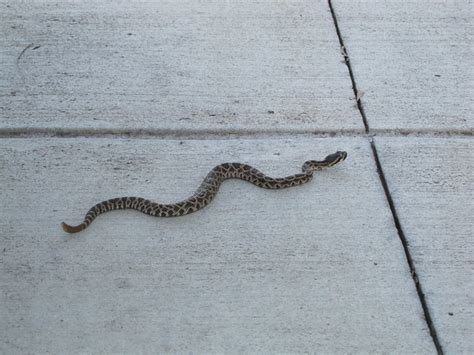 Baby Rattlesnake at HD Supply | Today there was a baby rattl… | Flickr ...