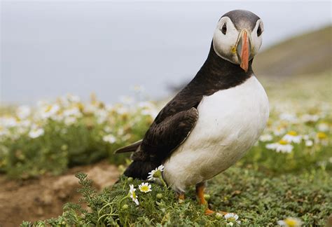 Atlantic Puffin In Breeding Plumage Photograph by Sebastian Kennerknecht - Pixels