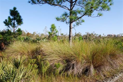 Sand Cordgrass