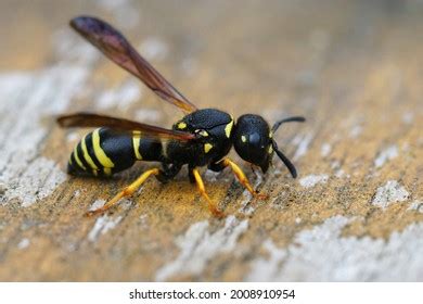 871 Potter Wasp Images, Stock Photos & Vectors | Shutterstock