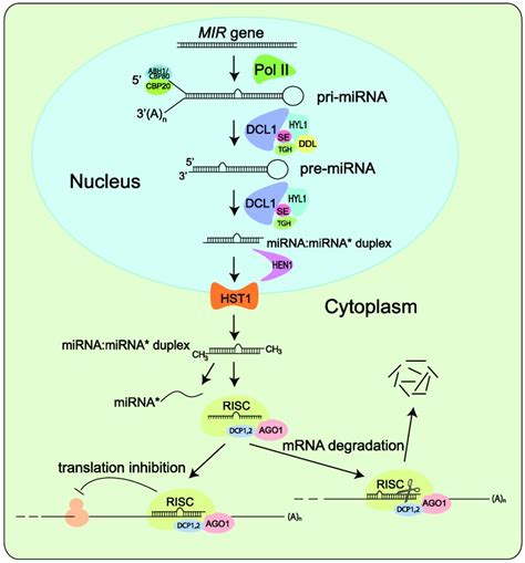 Simplified model of miRNA biogenesis in plants. MIR genes are initially... | Download Scientific ...