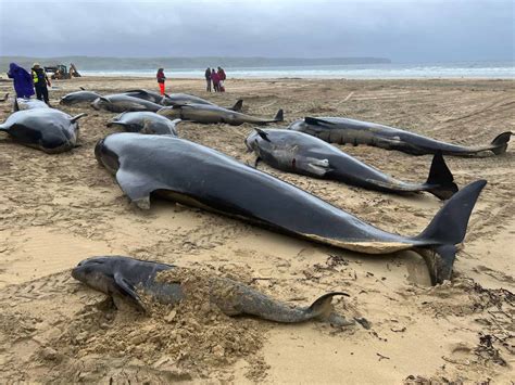 Pilot whale mass stranding, Isle of Lewis - British Divers Marine Life ...