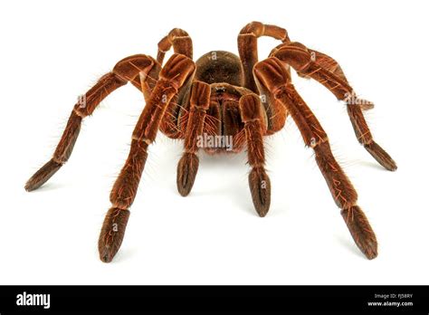 Goliath birdeater tarantula (Theraphosa stirmi), one of the largest bird spiders in the world ...