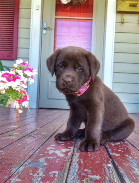 English Chocolate Lab....little Roxie!! | English lab puppies, Lab puppies, Labrador retriever ...