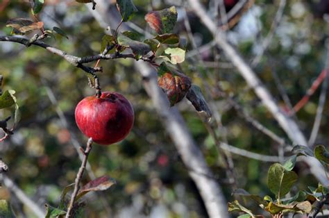 Single Apple On A Tree Free Stock Photo - Public Domain Pictures