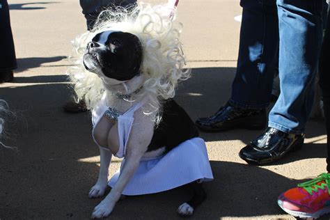 norma jeane | Picture taken at the 2014 Halloween Howl Dog C… | Flickr