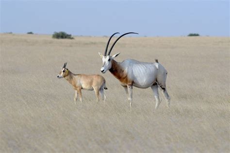 Scimitar Horned Oryx—Five years on - Conservation Frontlines