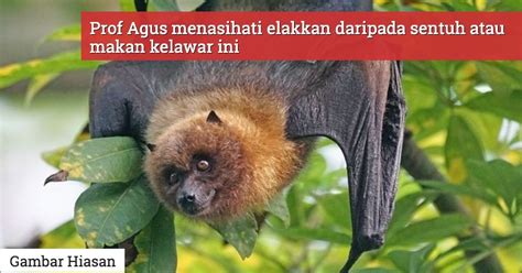 Pakar Patologi Indonesia Percaya Kelawar 'Buah' Bawa 6 Jenis Virus, Termasuk Koronavirus