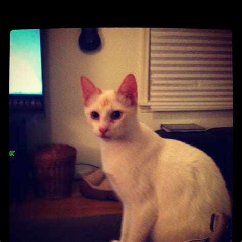 My handsome Alan | Cats, Handsome, Animals