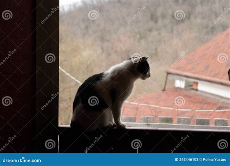 Silhouette of a Cat on the Fence Stock Image - Image of animal, fence: 245446103