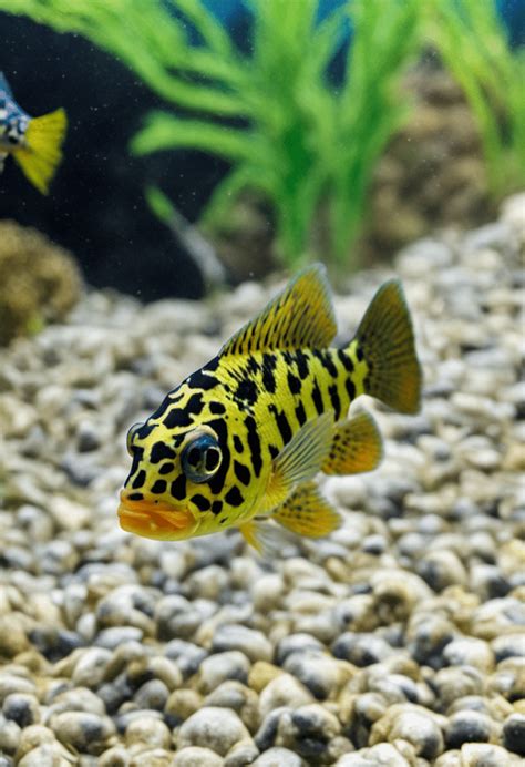 Juvenile Male Jack Dempsey Cichlid - AquaFishTopia