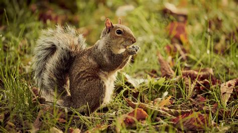 Squirrels Relax When They Hear Birds Relaxing - The New York Times