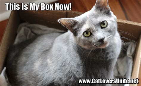 Cat in a Box | CatLoversUnite.net