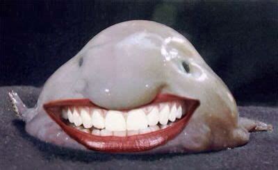 Cheese!!! | Blobfish, Baby animals funny, Blob fish in water