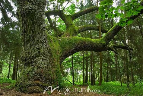 Mossy Oak Tree Wallpaper Wall Mural by Magic Murals