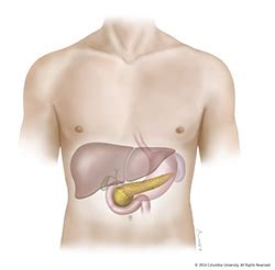 The Pancreas and Its Functions | Columbia University Department of Surgery