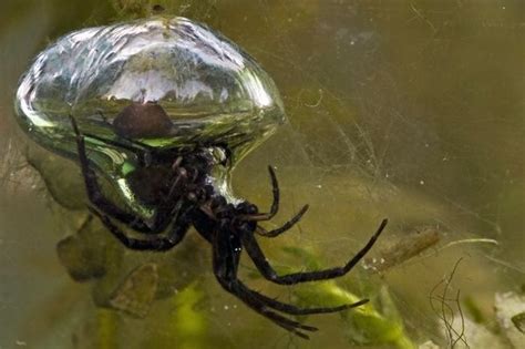 The diving bell spider (Argyroneta aquatica) is the only known spider ...