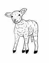 Lamb Coloring Pages Free Printable PDF sketch template