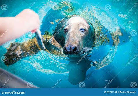 Sea lion feeding stock photo. Image of brown, cute, outdoors - 59791754