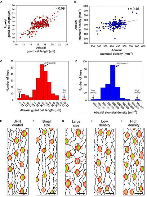 Frontiers | Induced Genetic Variations in Stomatal Density and Size of Rice Strongly Affects ...