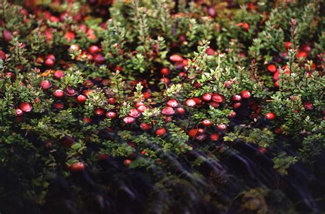 Cranberry Bogs: How are cranberries harvested? – How It Works