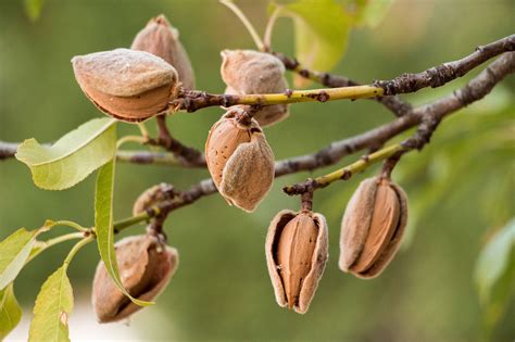 Finding a greater use of almond byproducts | AGDAILY