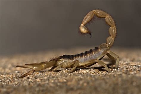 10 Fascinating Facts About Scorpions