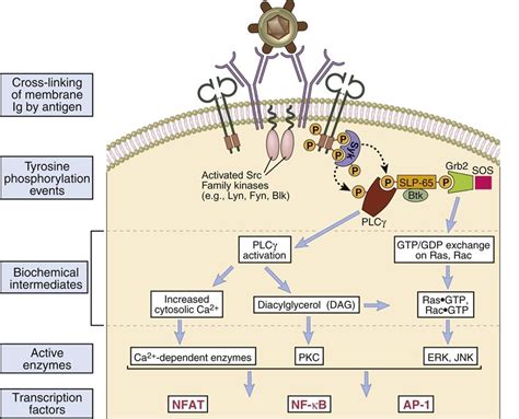 B Cell Activation Pathway