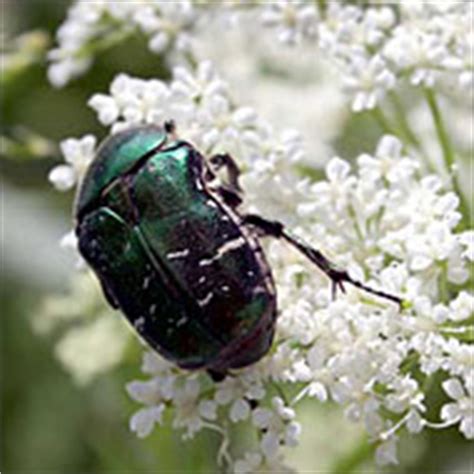 Rose Chafer - Pest & Insect Problem Solver Guide