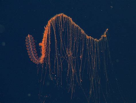 Siphonophores are predatory carnivores of the deep sea : natureismetal