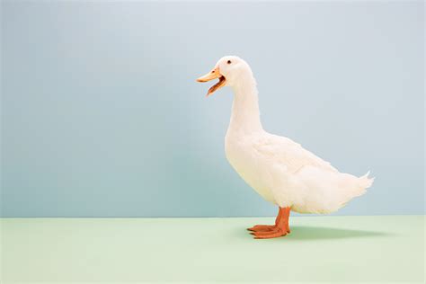 Myth Busted: Does a Duck's Quack Echo?