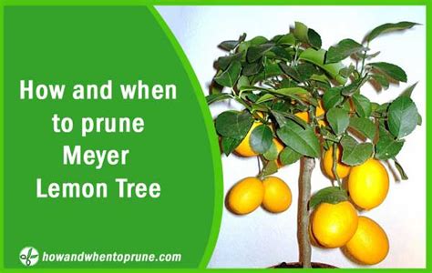 ≫ Pruning Meyer Lemon tree -【How and when to prune】