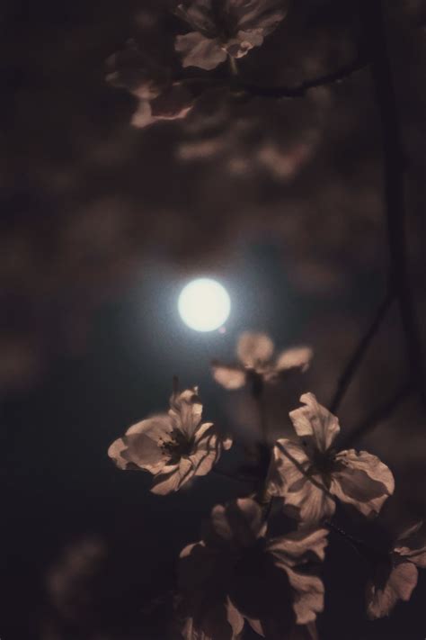 Moon Flower Wallpapers - Wallpaper Cave