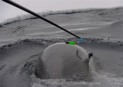 Tag team track whale feeding habits — Australian Antarctic Program